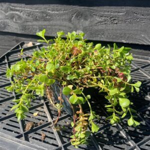 Sedum ewersii