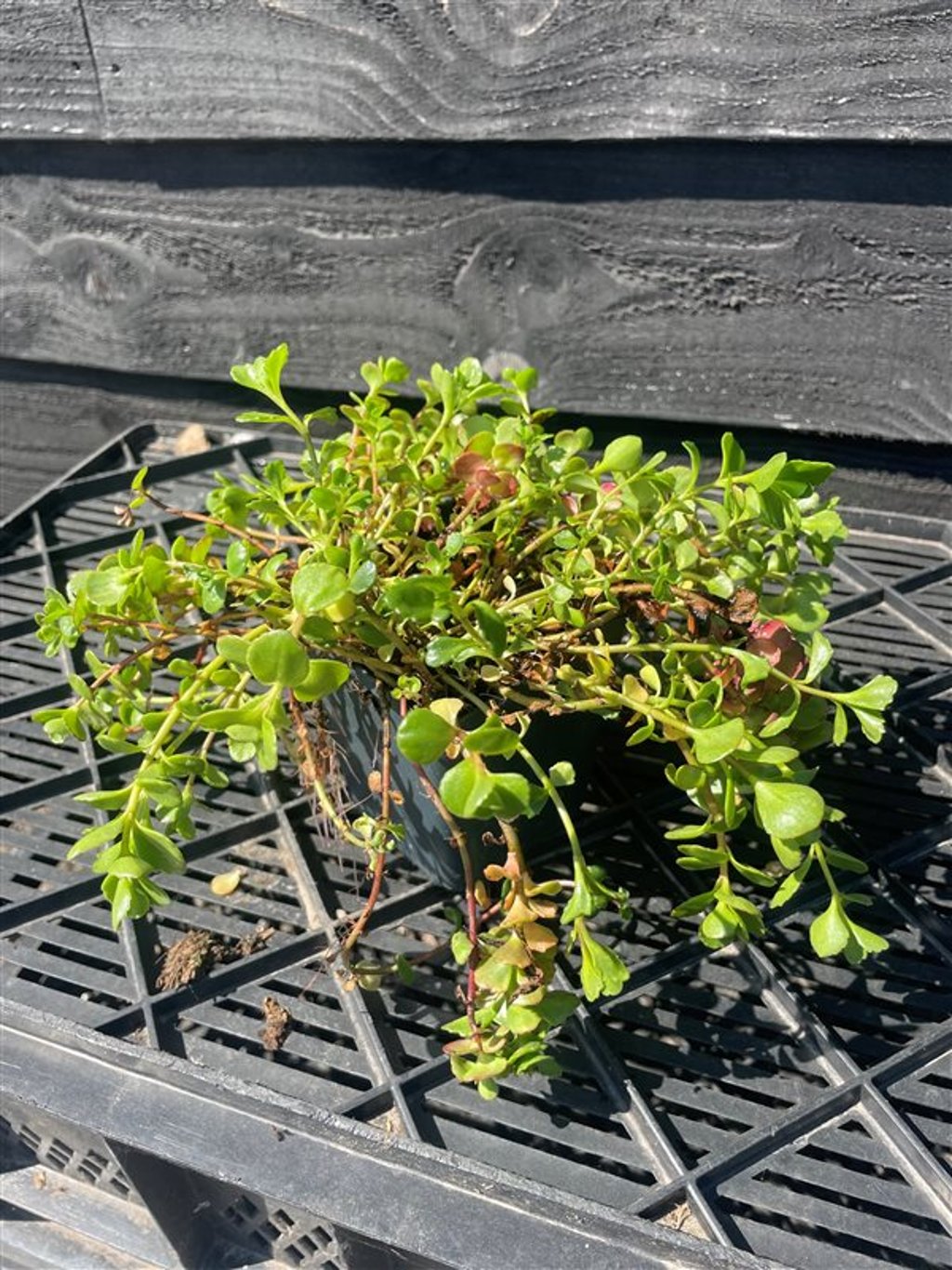 Sedum ewersii