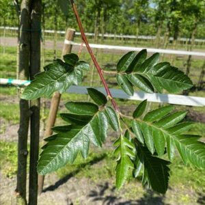 Sorbus intermedia