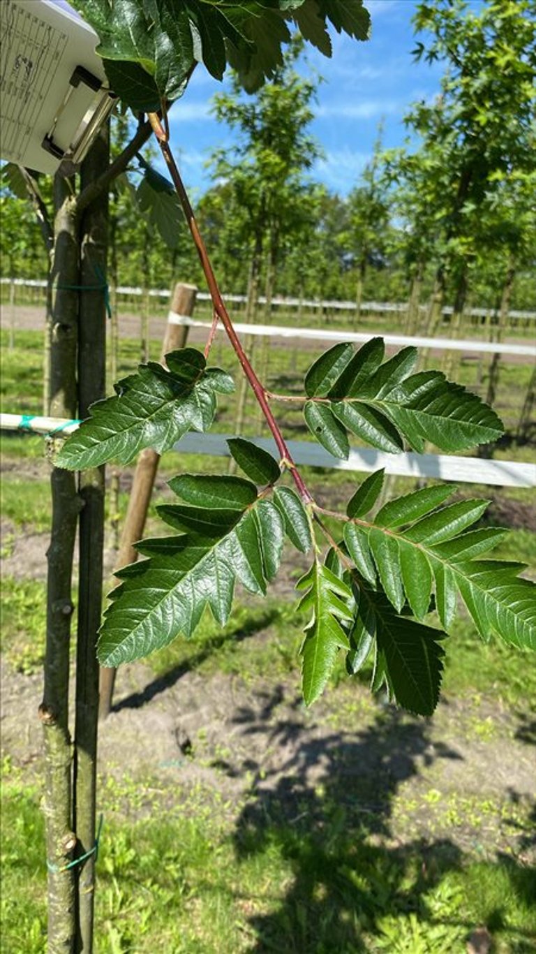 Sorbus intermedia
