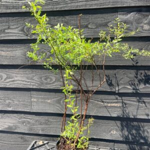 Spiraea cinerea ‘Grefsheim’