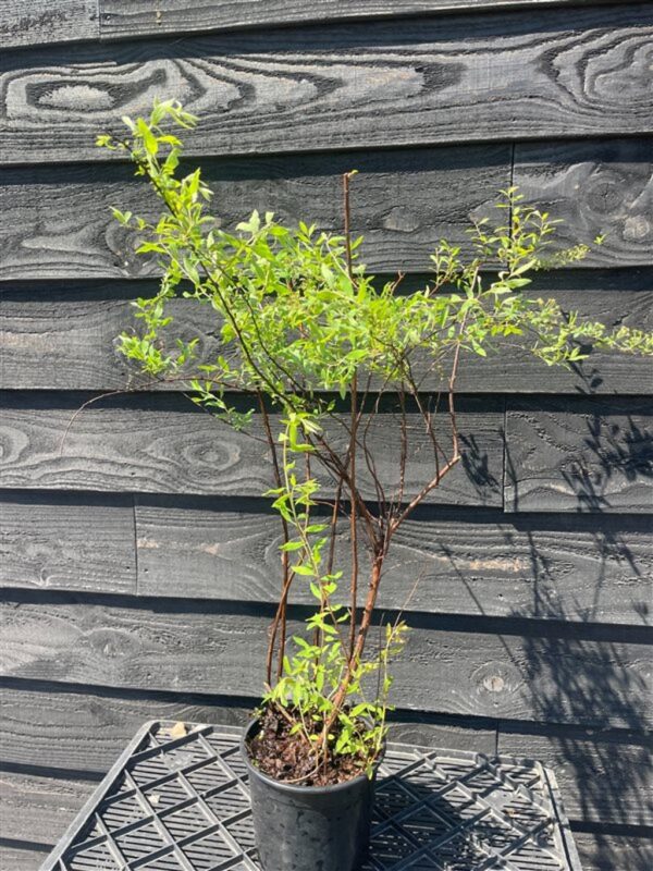 Spiraea cinerea ‘Grefsheim’
