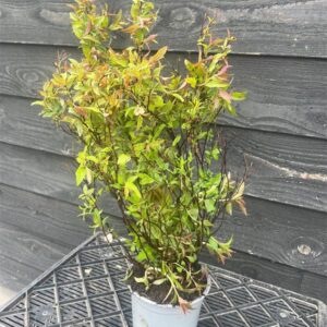 Spiraea japonica ‘Anthony Waterer’