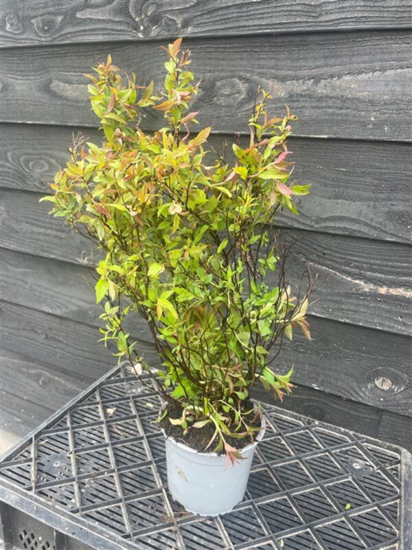 Spiraea japonica ‘Anthony Waterer’