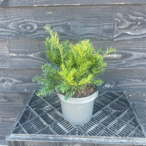 Taxus b. ‘Repandens’
