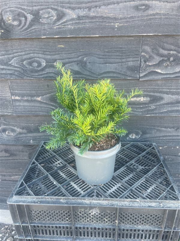Taxus b. ‘Repandens’