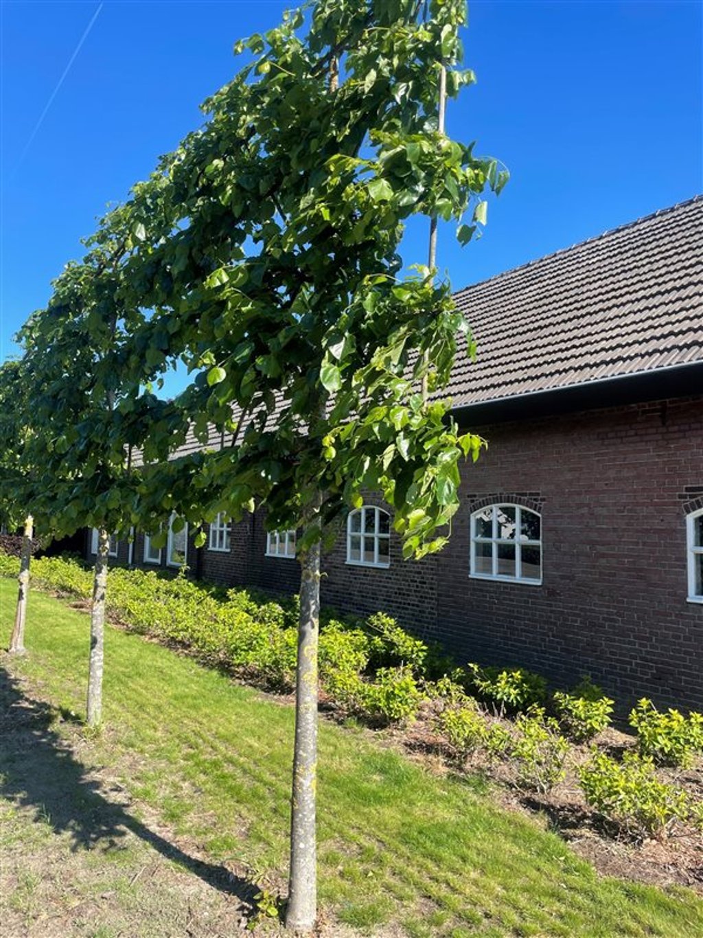 Tilia europaea ‘Pallida’