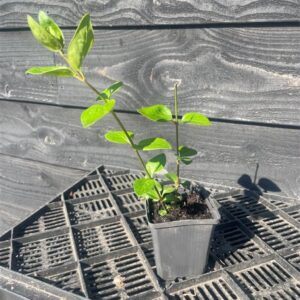 Vinca major