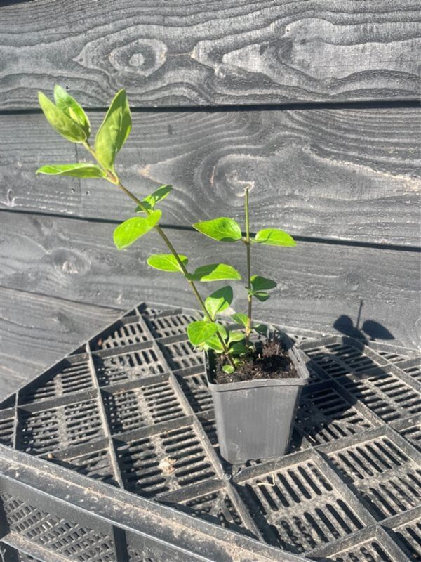 Vinca major