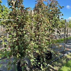 Acer conspicuum ‘Red Flamingo’