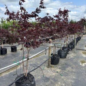 Acer pal. ‘Fireglow’