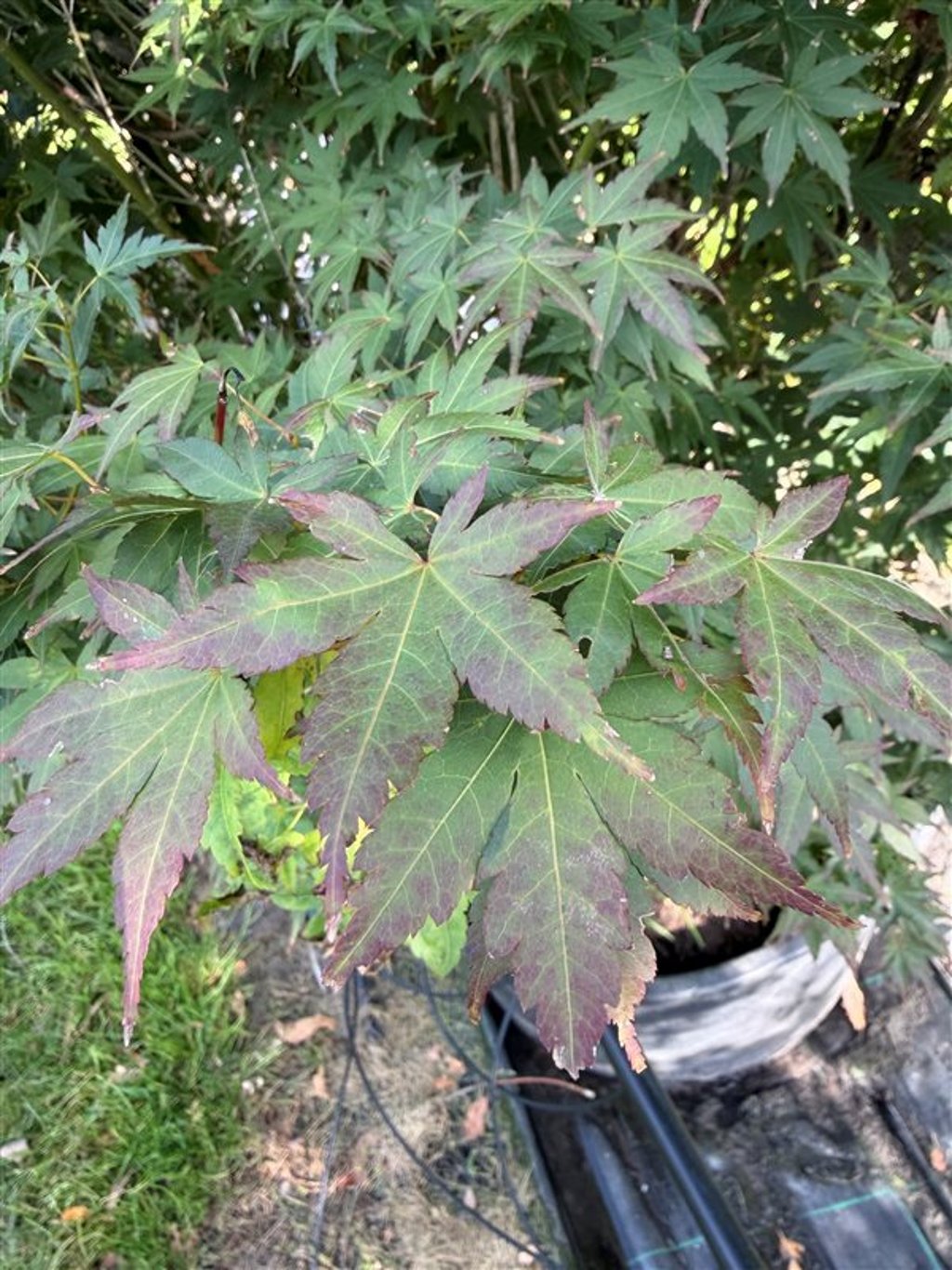 Acer palmatum ‘Tsukasa Silhouette’