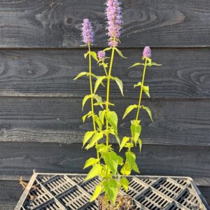 Agastache ‘Blue Fortune’