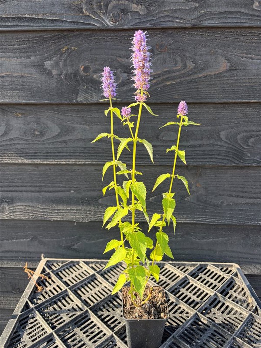 Agastache ‘Blue Fortune’