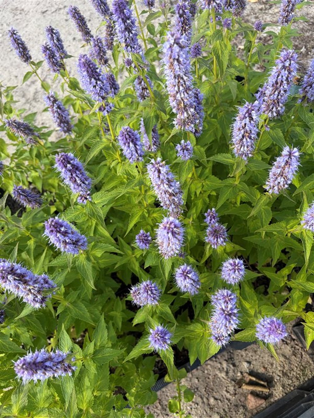 Agastache ‘Blue Fortune’