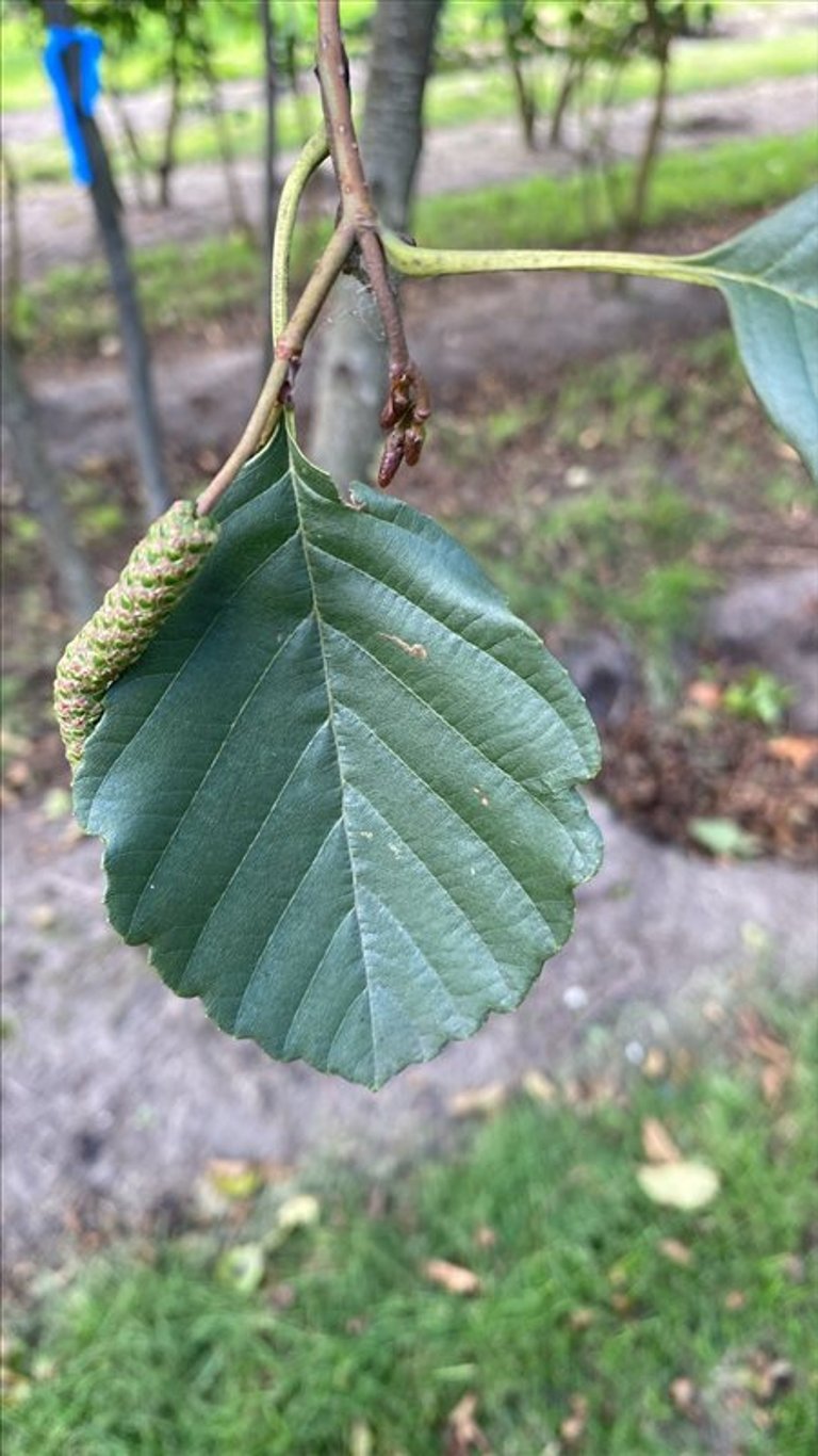 Alnus glutinosa
