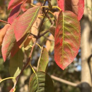 Amelanchier lamarckii