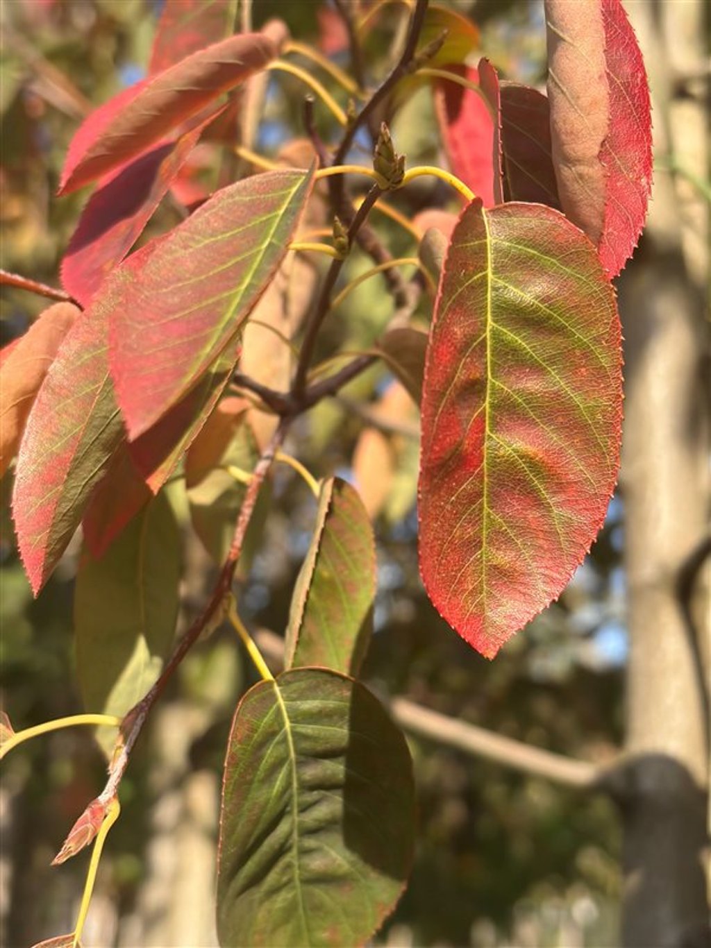 Amelanchier lamarckii