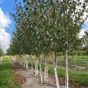 Betula utilis ‘Doorenbos’