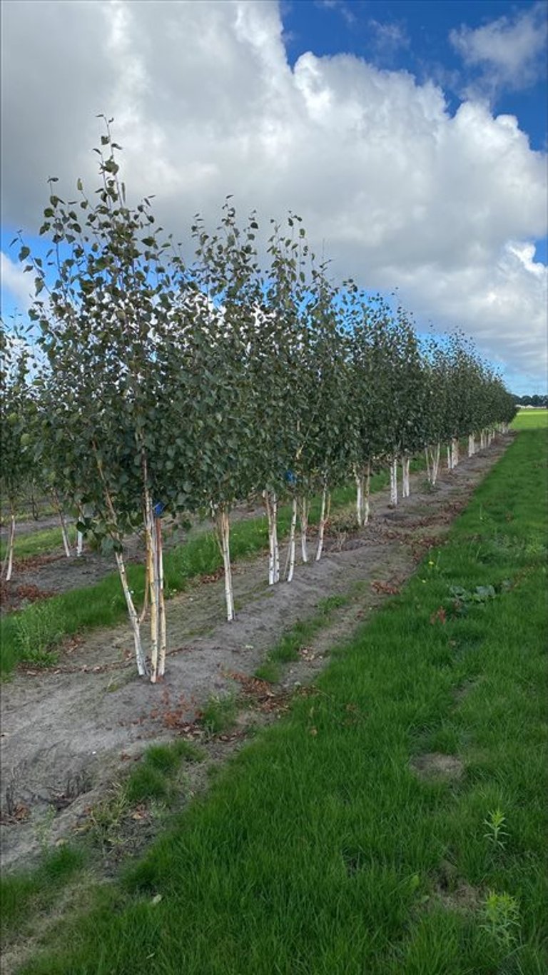 Betula utilis ‘Doorenbos’