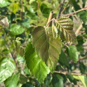 Betula utilis ‘Doorenbos’