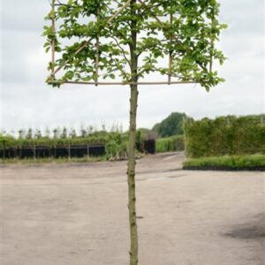 Carpinus betulus