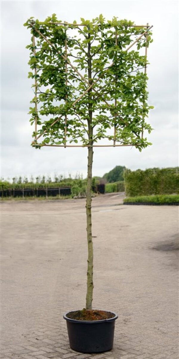 Carpinus betulus