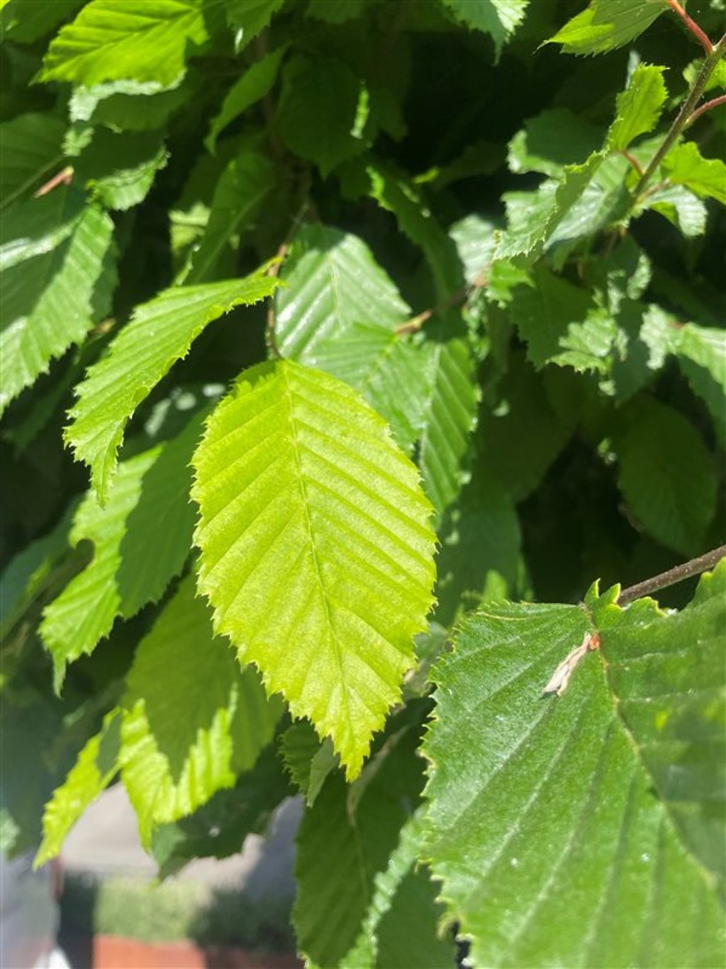 Carpinus betulus