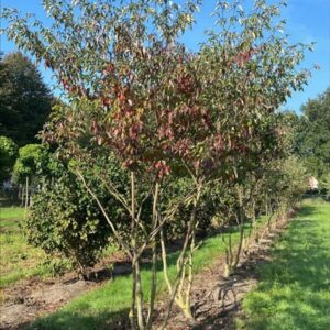 Cornus alternifolia