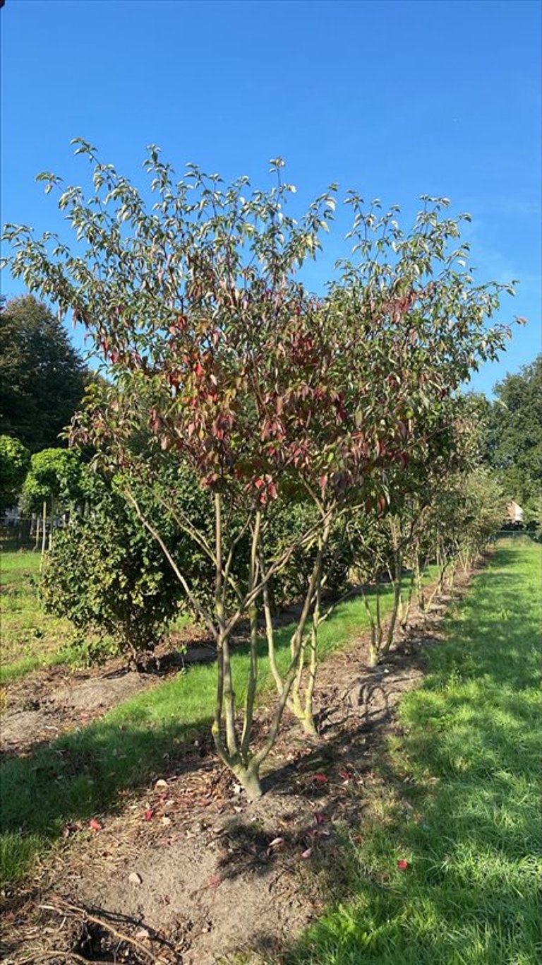 Cornus alternifolia