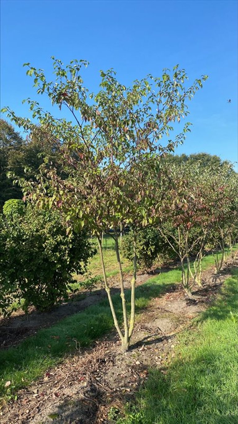 Cornus alternifolia