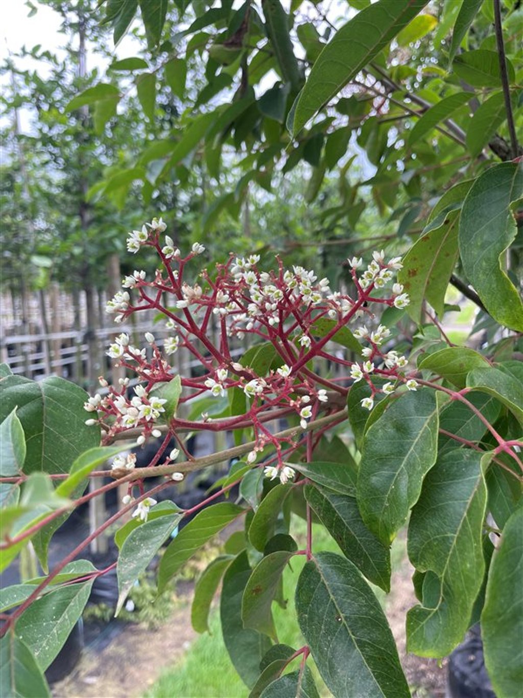 Cornus alternifolia