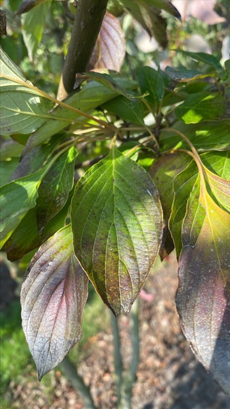 Cornus alternifolia