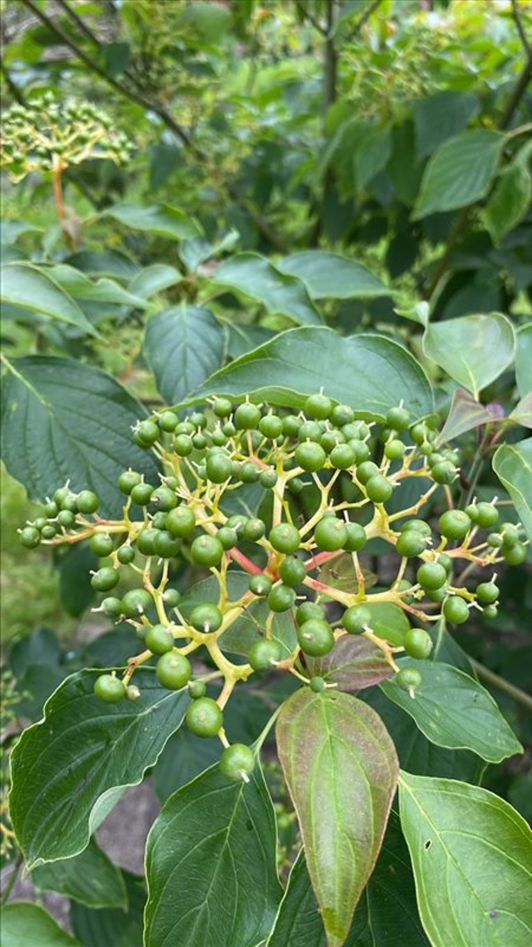 Cornus alternifolia