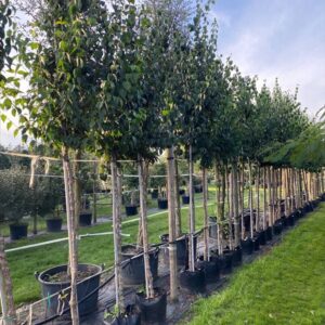 Cornus officinalis