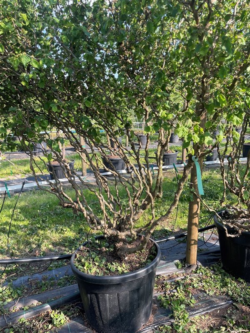 Corylus a. ‘Scooter’