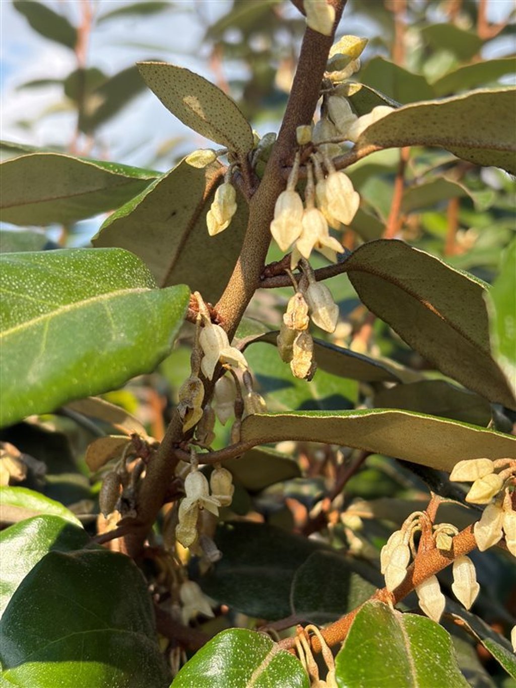 Elaeagnus ebbingei