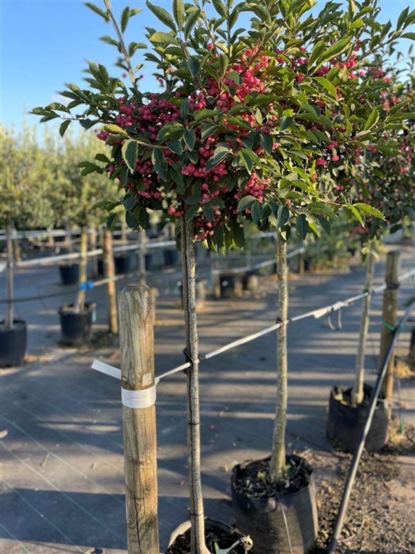 Euonymus alat. ‘Compactus’