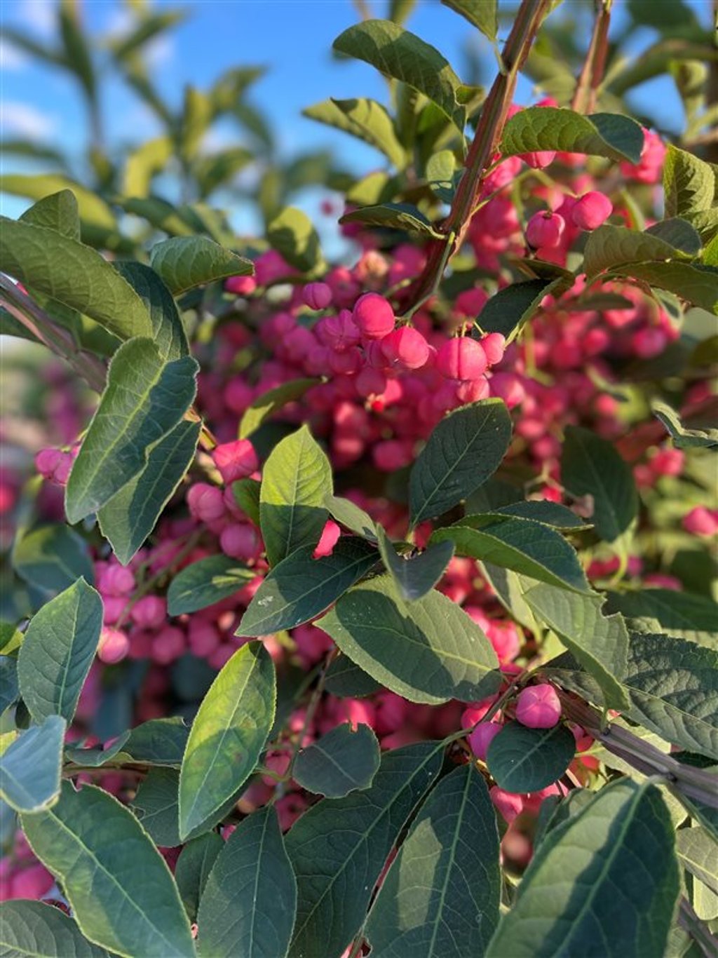 Euonymus phellomanus