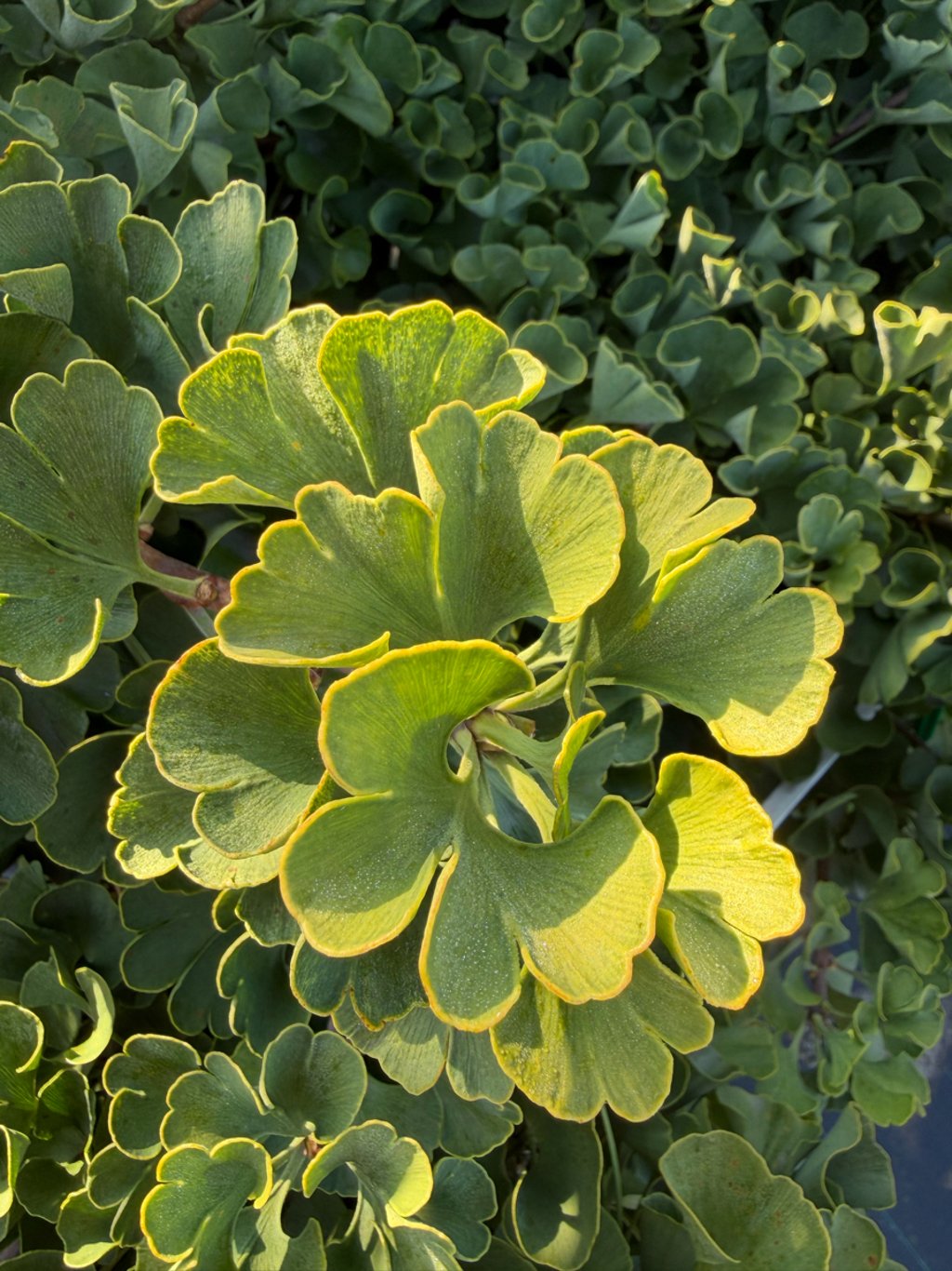 Ginkgo bil. ‘Troll’