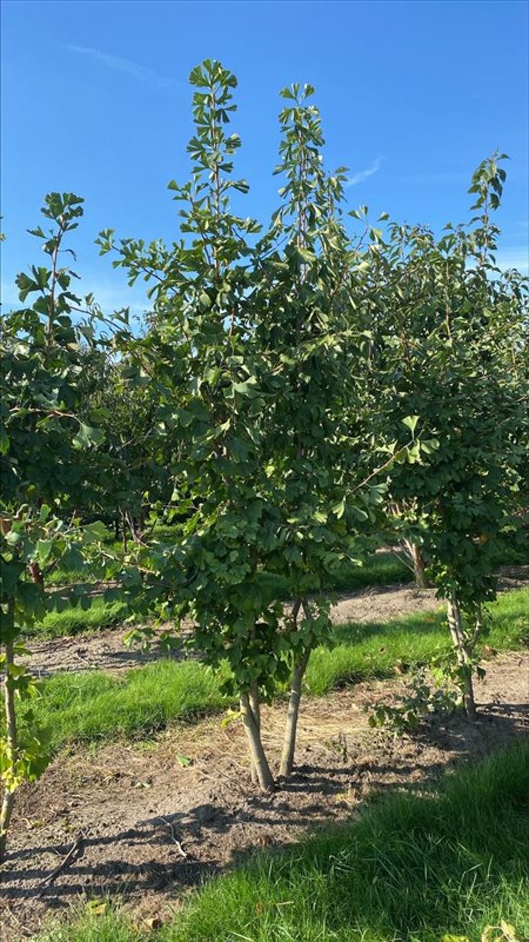 Ginkgo biloba