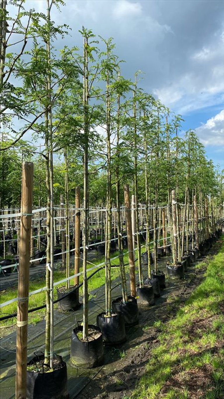 Gleditsia triac. ‘Skyline’