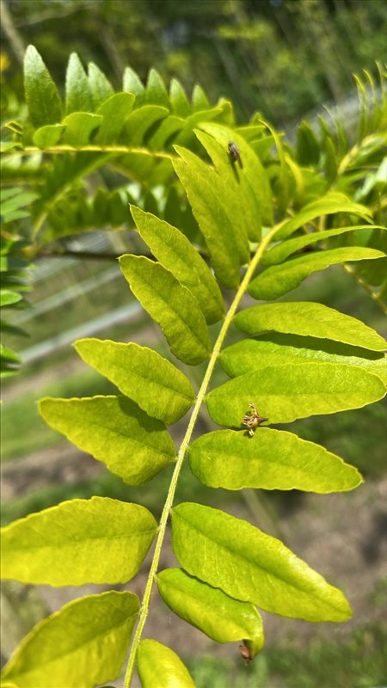 Gleditsia triac. ‘Sunburst’