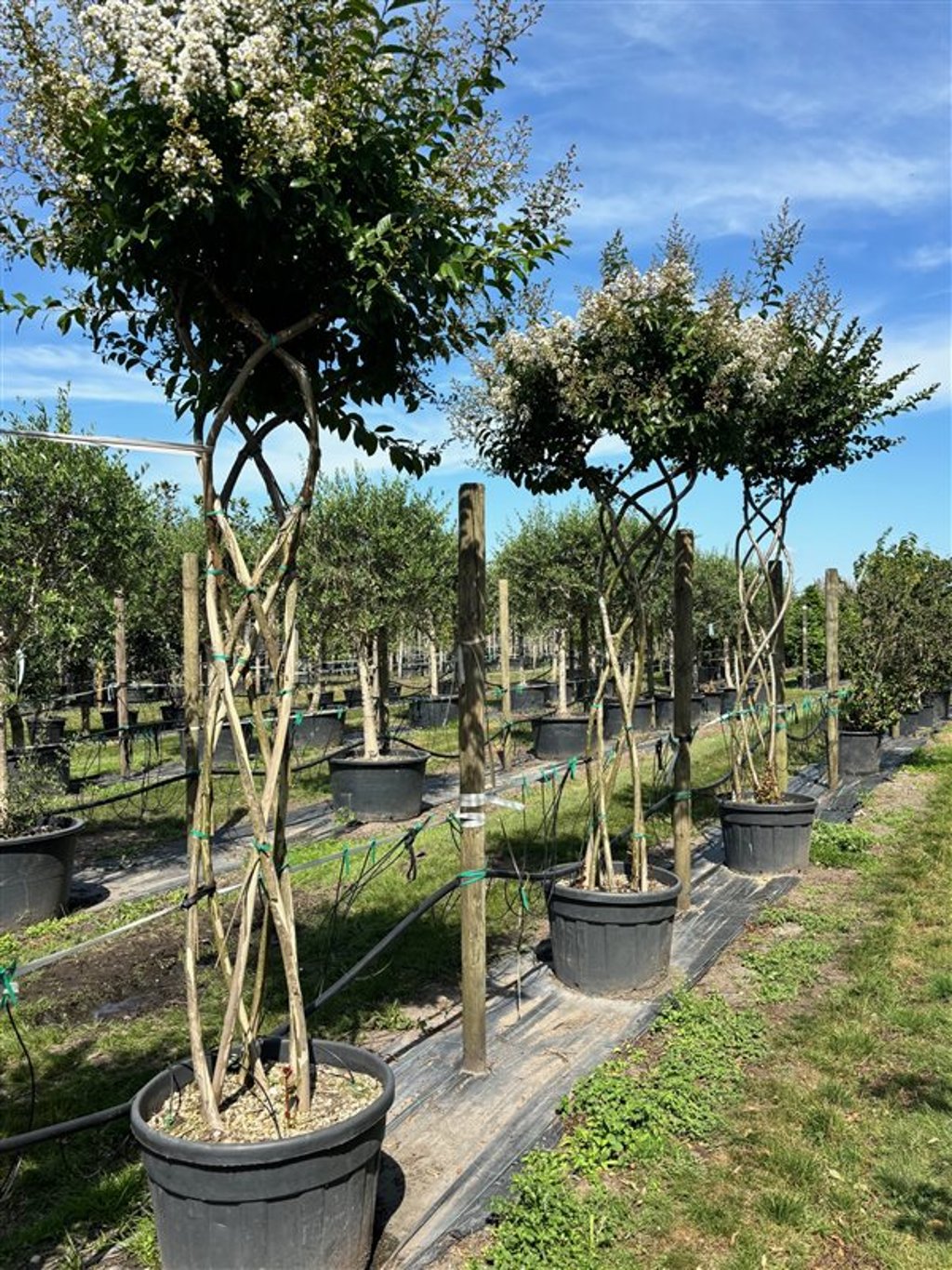 Lagerstroemia indica
