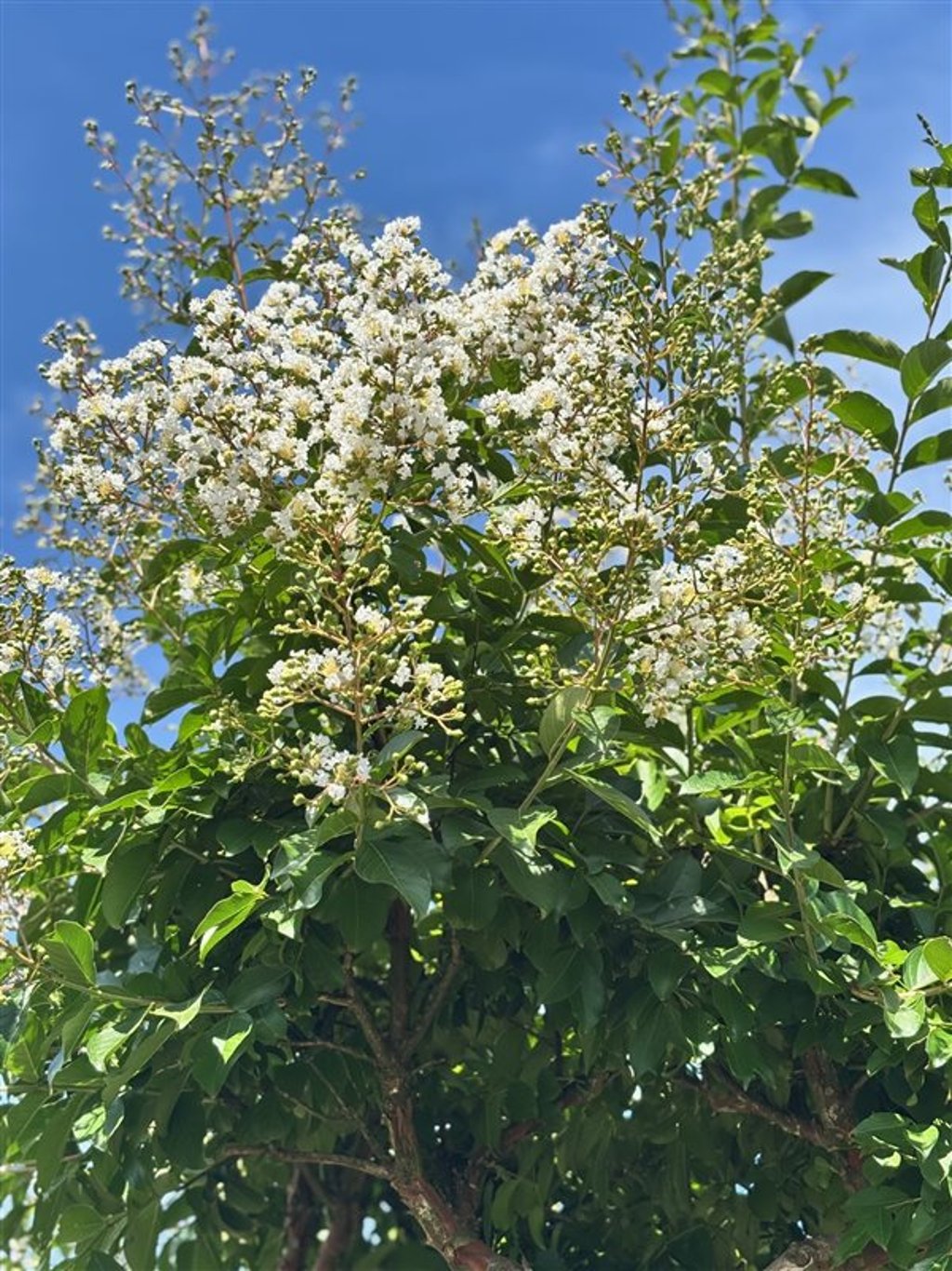 Lagerstroemia indica