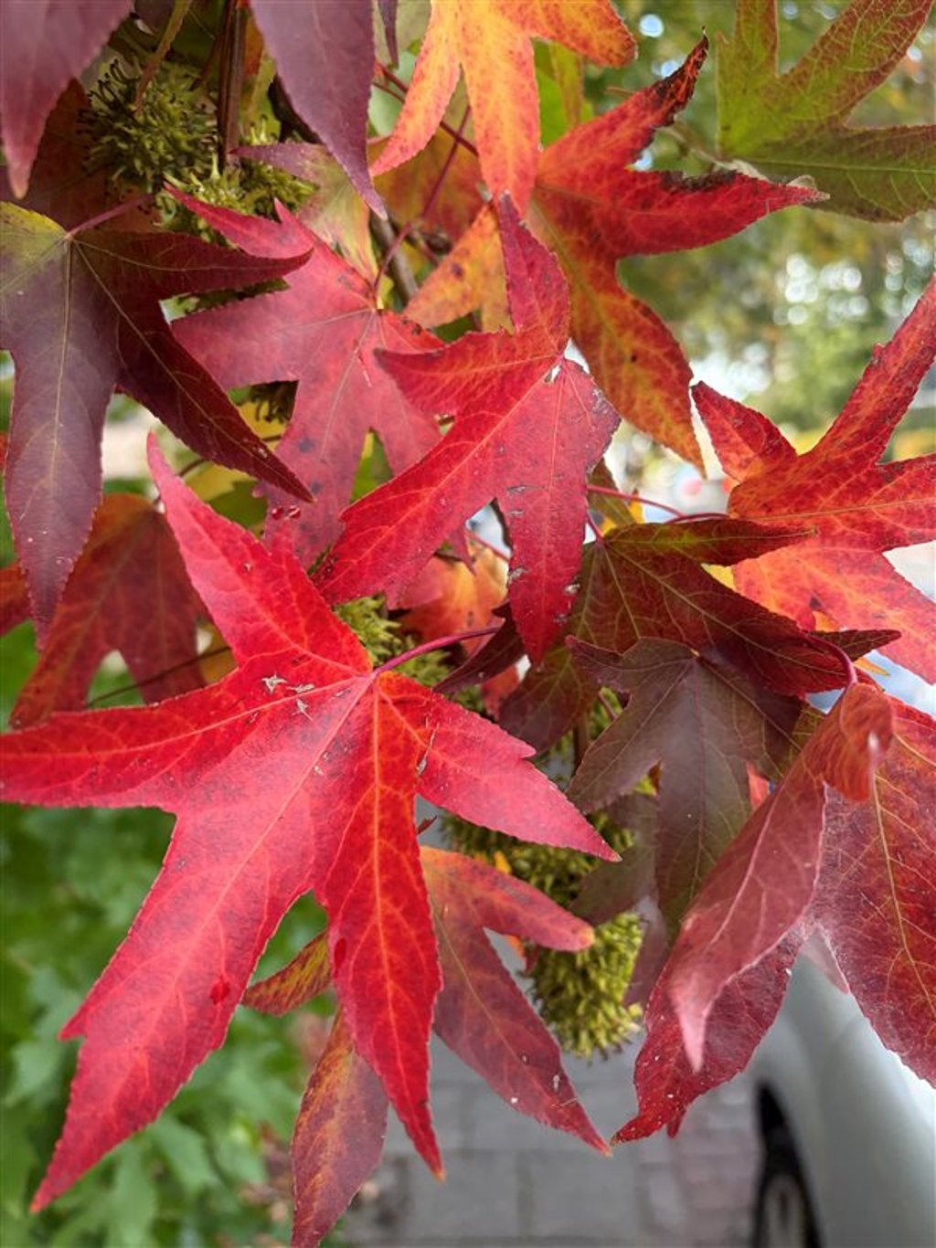 Liquidambar s. ‘Worplesdon’
