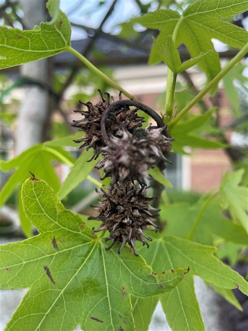 Liquidambar styraciflua