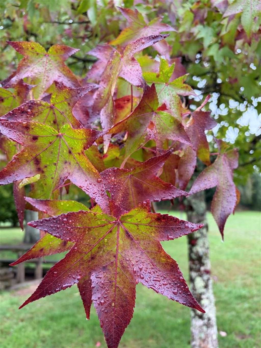 Liquidambar styraciflua