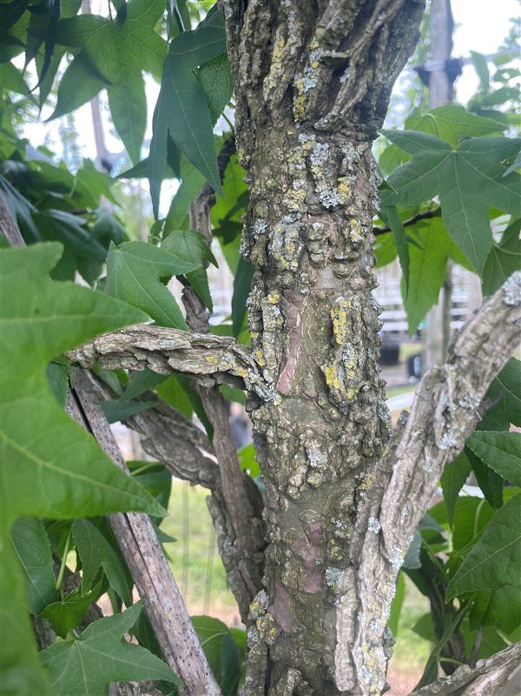 Liquidambar styraciflua