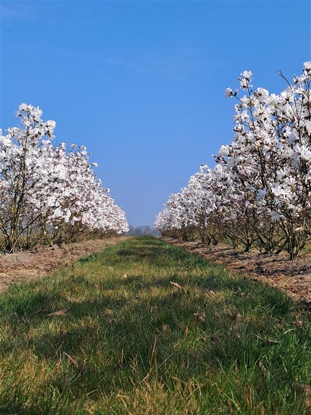 Magnolia stellata